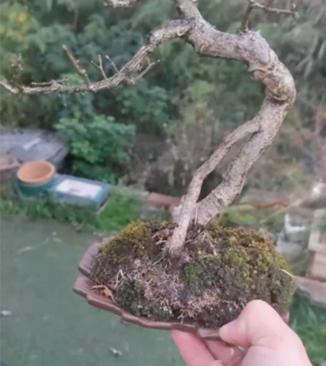 白玉真弓，卫矛，学名：白玉真弓。别称：六月...