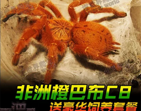 好养非洲橙巴布C8烈阳橙巴布2-14厘米蜘...