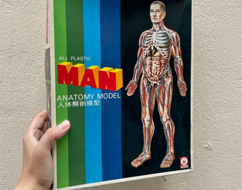 VINTAGE ANATOMY MODEL...