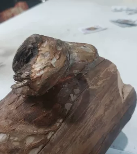 香樟木适合雕刻，圆木直径十公分左右长度十七...