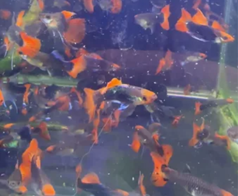 孔雀鱼带飘带自来水养丰年虾喂养皮实 感兴趣...