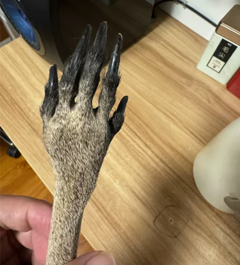 袋鼠制品 工艺品 开瓶器  真皮的 注意看...