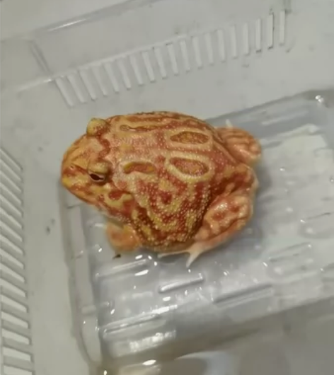 角蛙六块一只 八元邮费 几只都是八块 随机...