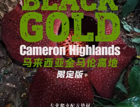 溯源生境的六边形垫材——【BLACKGOL...