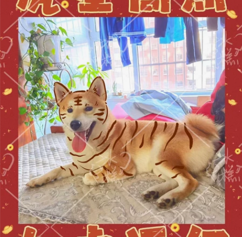 照猫画虎手绘小老虎画小老虎对猫画虎宠物头像...