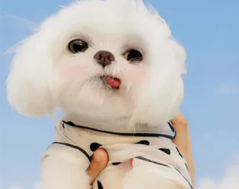 出帝皇犬，颜色为白色，款式为家居服，家居服...