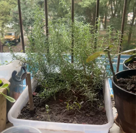 一大盒迷迭香，喜欢香料煎牛排的最佳搭档可以...