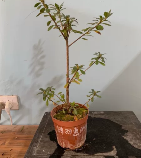 日本皋月杜鹃花-鸨羽惠比须（天花板品种） ...