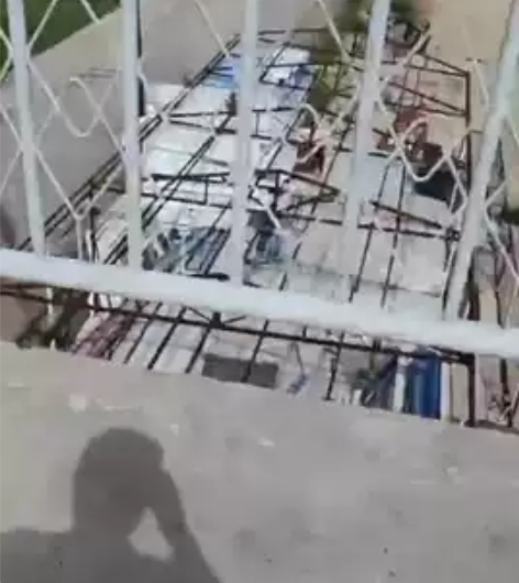 急卖！急卖！急卖！出售马杰斯特，大绵羊大踏...