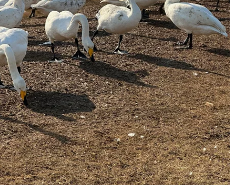 冬天荣成天鹅之梦 欢迎各地朋友来荣成打卡 ...