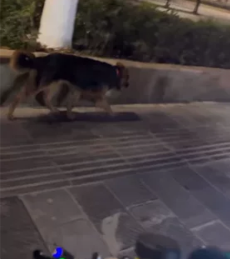 小牛九号电动车狗叫声喇叭适用于小轿车，三轮...