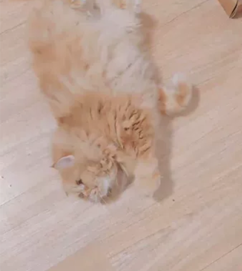 【春节预定】杭州宠物（猫咪/宠物兔）上门服...