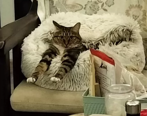 24小时宠物上门服务 上门喂食、铲屎、散步...