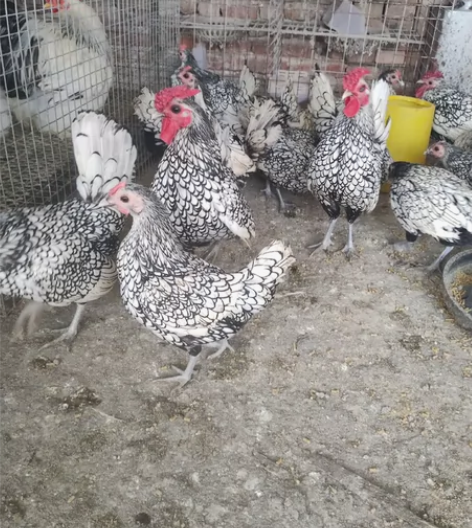 混发10元一枚,波兰和科钦球平均一天能有2...