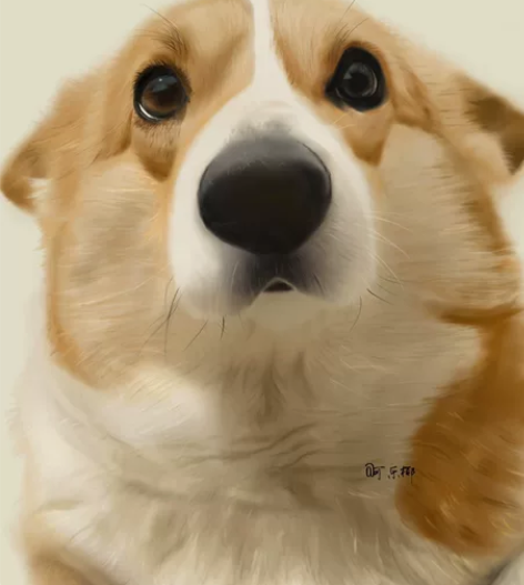 宠物画像头像接单接定制，猫咪狗狗板绘，暂只...