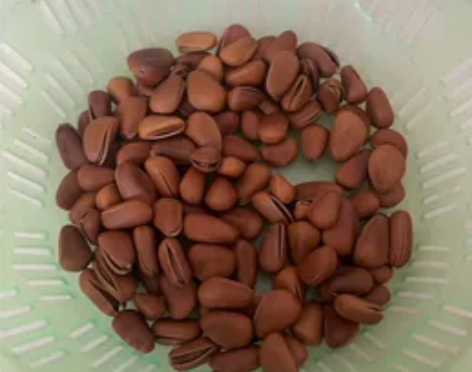 出绿色塑料沥水篮，适用于厨房洗菜、水果等，...