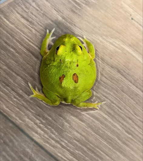 宇治角蛙一对包邮3厘米包活 感兴趣的话点“...