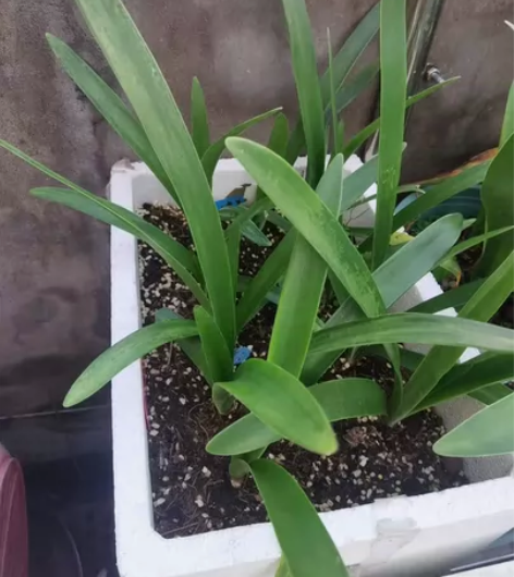 朱顶红 波兰美人 34左右 100每厘米 ...