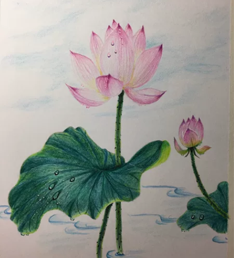 彩铅画:荷。都是16K。一幅获多福本白,3...