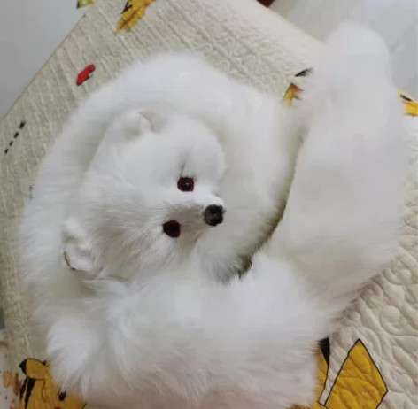 整张狐狸毛，全新，没用过，有喜欢的私聊！ ...