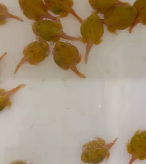 角蛙南美角蛙皮卡丘角蛙苗子 3.5~4苗子...