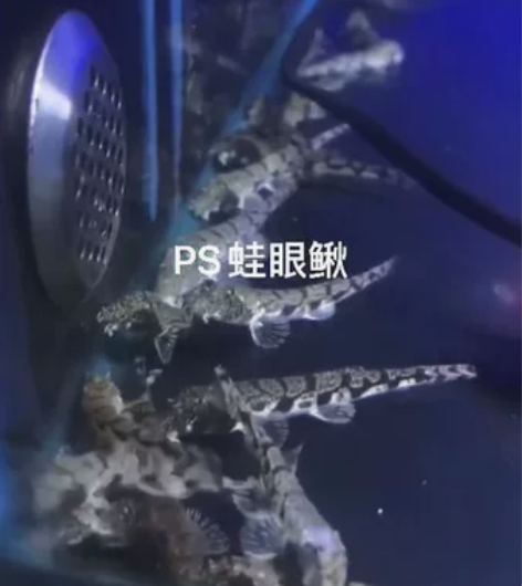 蛙眼鳅4-5cm 180元2只包邮，6-7...