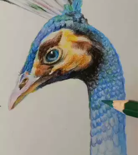 孔雀,彩铅画,实物更好看,纯手绘,出给喜欢...