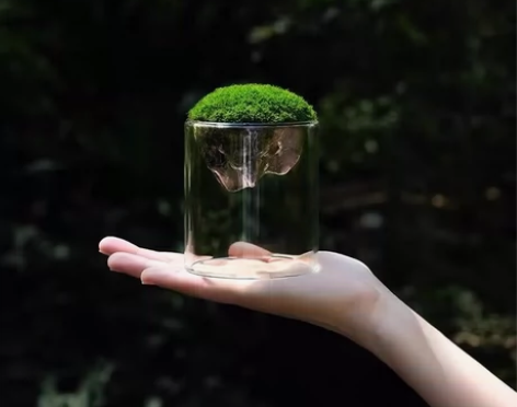 观山杯鲜活苔藓微景观宿舍植物盆栽办公桌懒人...