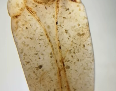 明清古玉｜和田八刀佩蝉 一鸣惊人项坠 实物...