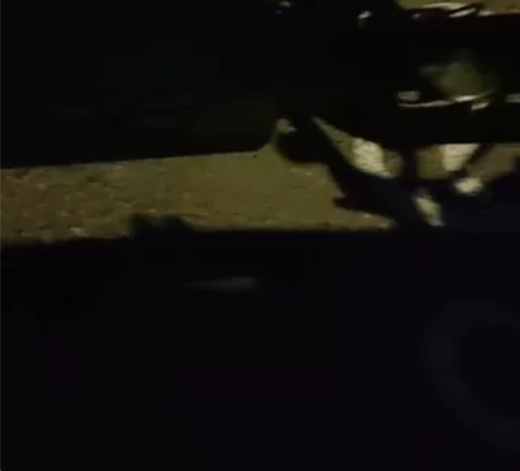 力帆复古150 摩托车  改装sc排气 大...