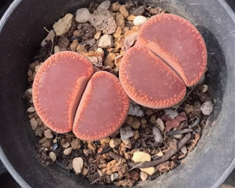 生石花红日轮玉 日冕日轮，单头尺寸约2.3...