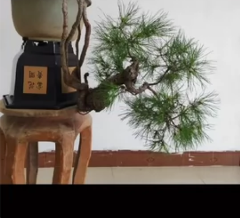 悬崖根艺松，九十五悬飘，七分径，三十五盆。...