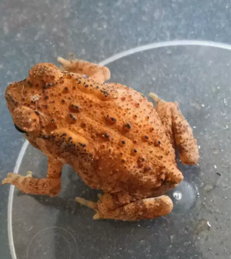 宠物蛙，颜色漂亮，品种自鉴，有点变异，呆萌...