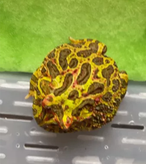 绿钟角蛙 角蛙 出坑 上海虹口自提 包健康...