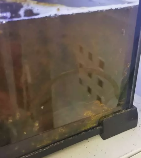 树蛙蝌蚪自产繁殖。两元一只，北京同城上门自...