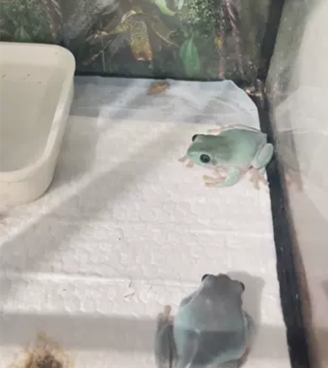 个人出售两只姥爷树蛙不多介绍看视频很清楚～...