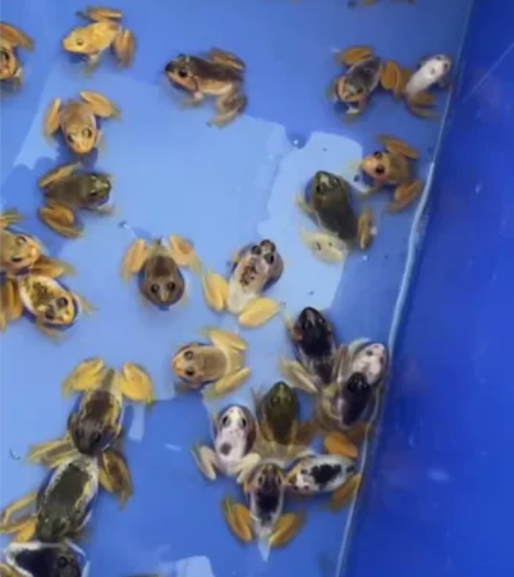 活牛蛙异色青蛙非洲牛蛙变异蛙蛙，2024新...