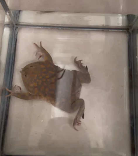 小丑蛙网红蛙，（请别废话别现扯，问东问西的...