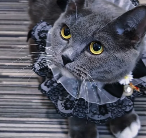 猫咪领养，猫咪送养找新主人！蓝白猫咪，地址...