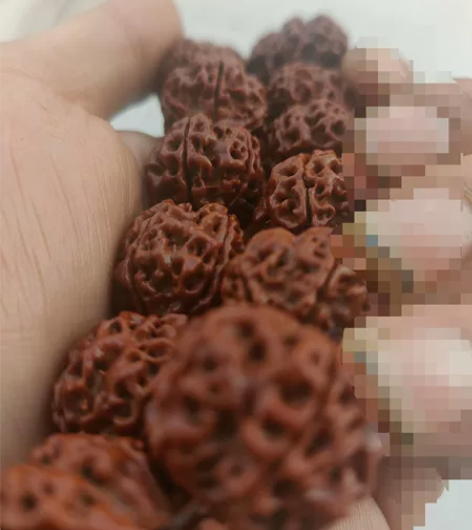 尼泊尔 大金刚菩提 六年 包浆  古龙老树...