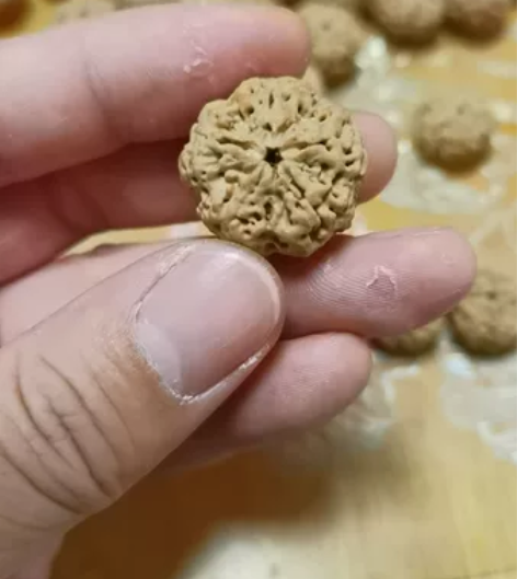 尼泊尔大金刚古龙梅花 古龙籽到了，尺寸19...
