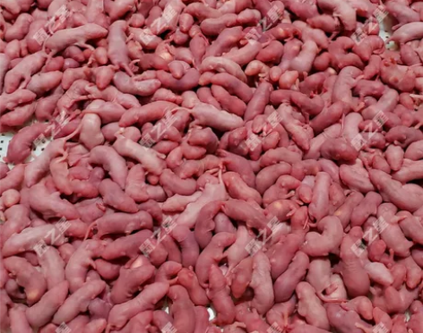 红皮乳鼠冻鼠 100只  59.8包邮，可...