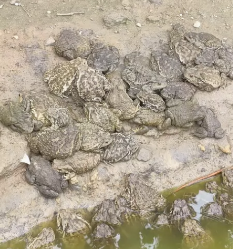 普货大量发。 三十一只不包邮。 五十两只包...