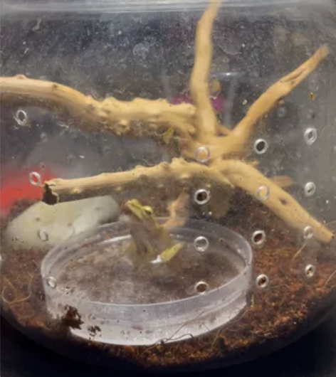 斑腿泛树蛙会自己捕食，胆子大是公蛙，有喜欢...