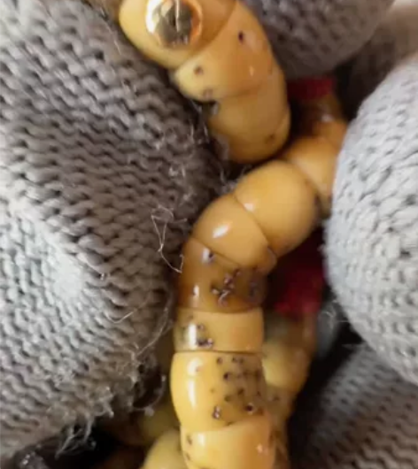 JK星月 6尺寸极品玉化大肠 解压神器 买...