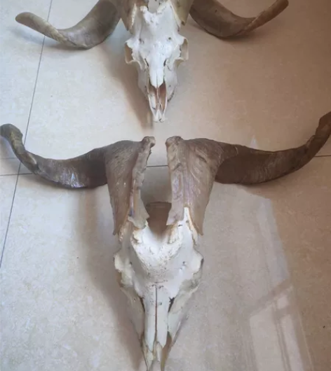 羊头骨 摆件 挂件 装饰品 羊头骨寓意：幸...