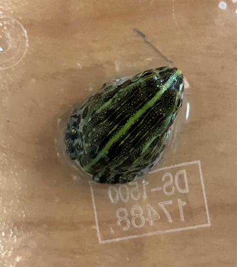 非洲牛蛙精品肥牛 感兴趣的话点“我想要”和...