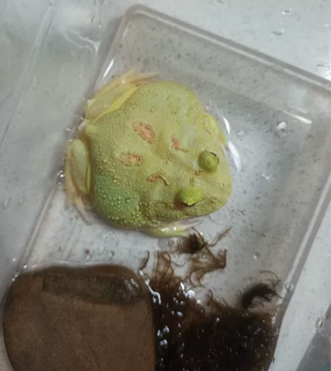 急出，急出，急出！之前买来玩的，现在家里人...