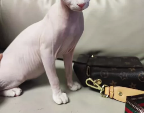 妹妹，四个月，干皮，性格活泼，长得甜美，由...