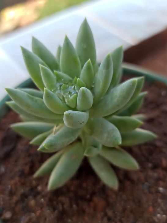 红米3s      3+32     高配...